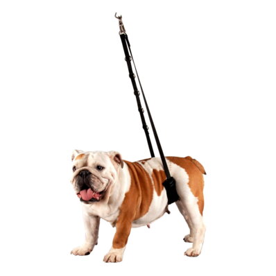 Show Tech Belly Strap Small - pas podtrzymujący tylny dla małych psów 1