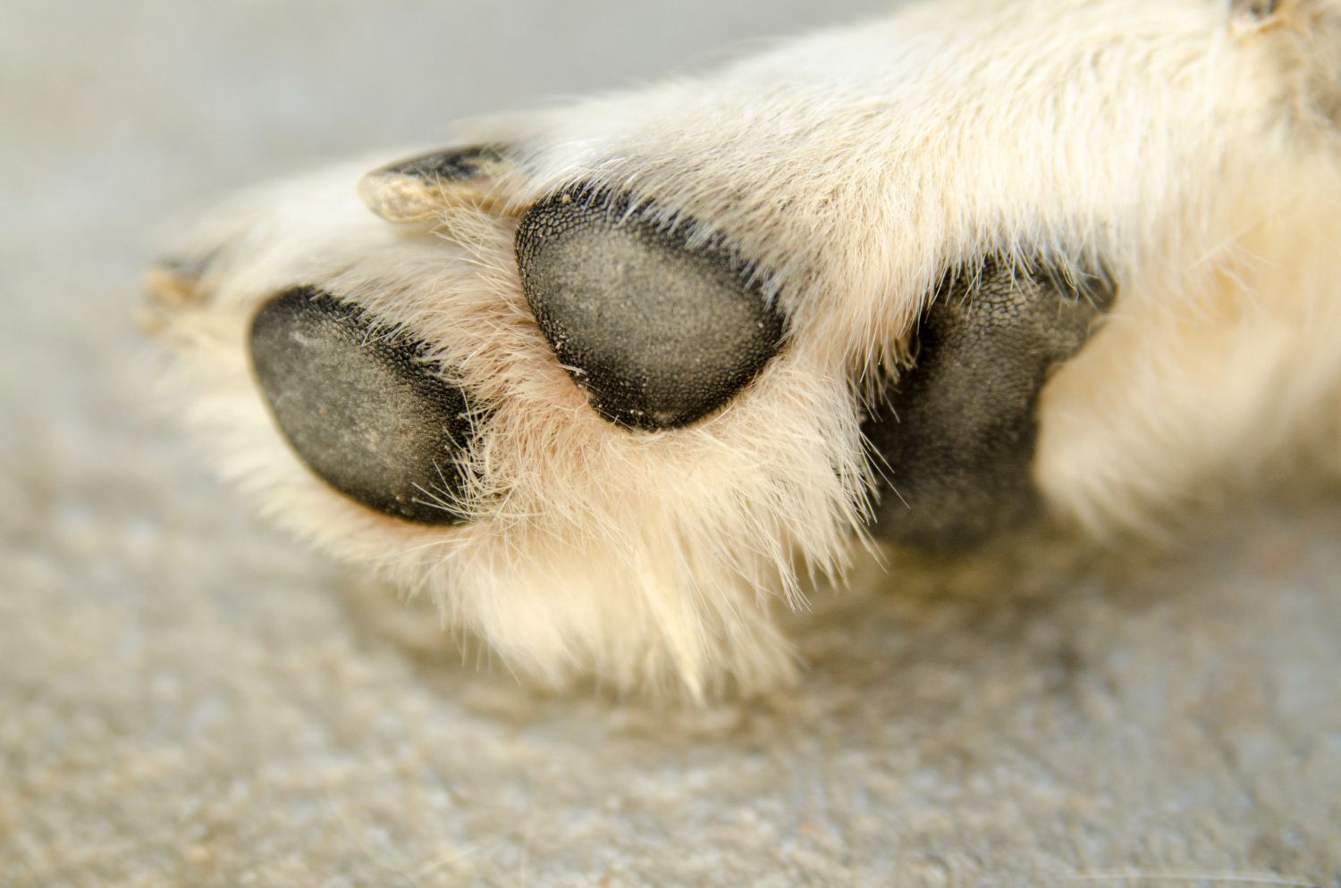 Jak kompleksowo dbać o łapy psa zimą, by chronić je przed mrozem i solą?