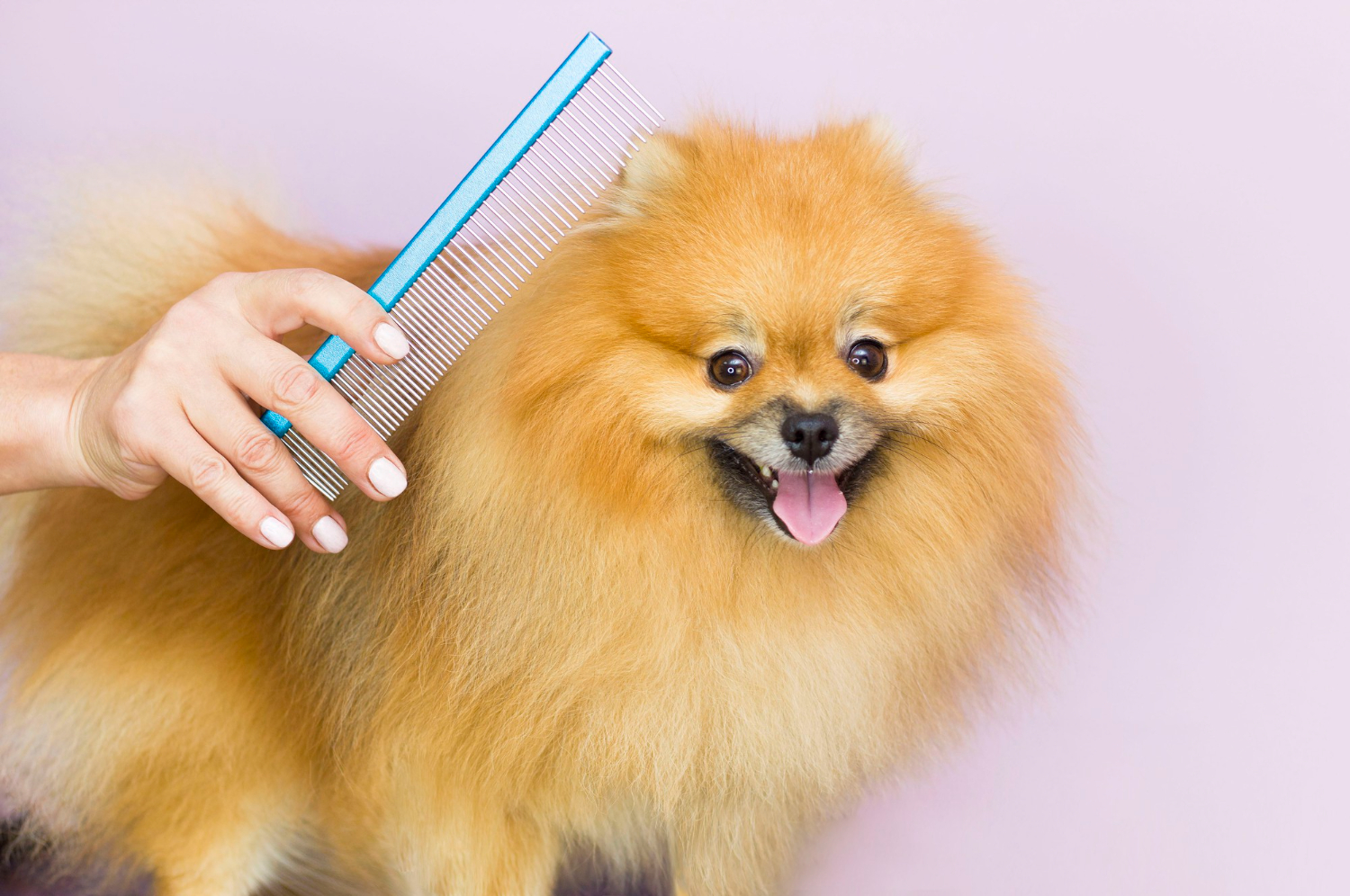 Grzebienie dla psów - poznaj ich rodzaje i wybierz odpowiedni!