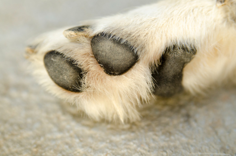 Jak kompleksowo dbać o łapy psa zimą, by chronić je przed mrozem i solą?