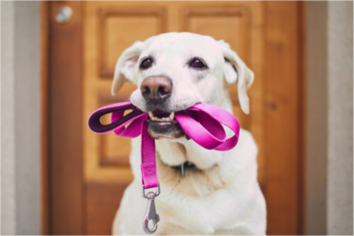 Co zabrać na spacer z psem lub kotem? Akcesoria, które warto mieć zawsze pod ręką