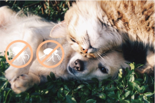 Jak chronić psa i kota przed pchłami i kleszczami? Poradnik dla zdrowia Twojego czworonoga