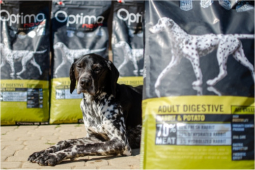 Jak dobrać idealną karmę Optimanova do wieku i potrzeb pupila?