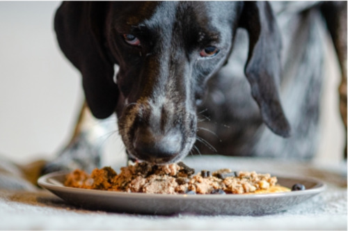 Jak odpowiednia dieta wpływa na zdrowie oraz samopoczucie psa i kota