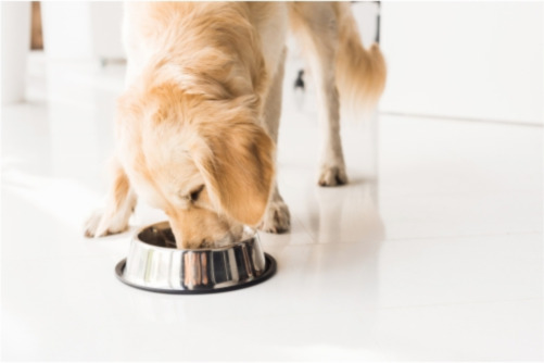 Jak prawidłowo zmieniać karmę psa i kota? Praktyczny poradnik dla opiekunów