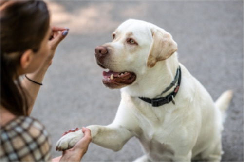 Jakie naturalne przysmaki dla psów są najzdrowsze?