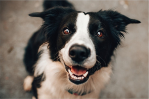 Kamień nazębny u psa – jak dbać o psie zęby i utrzymywać je w zdrowiu?