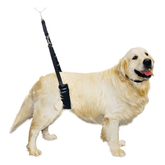 Show Tech Belly Strap Large - pas podtrzymujący tylny dla średnich i dużych psów